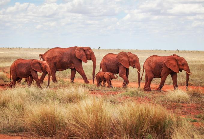 elephant