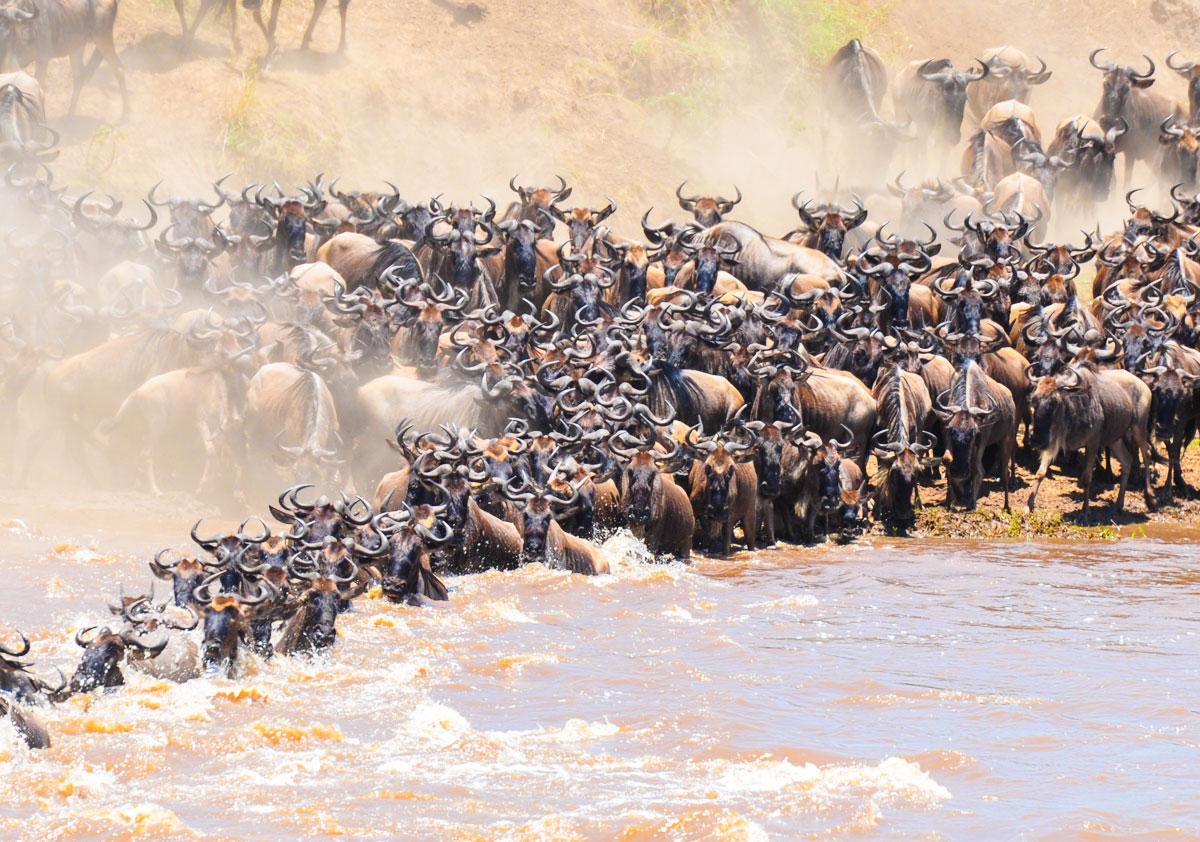 masai mara